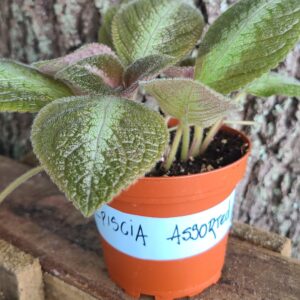 Episcia Assorted