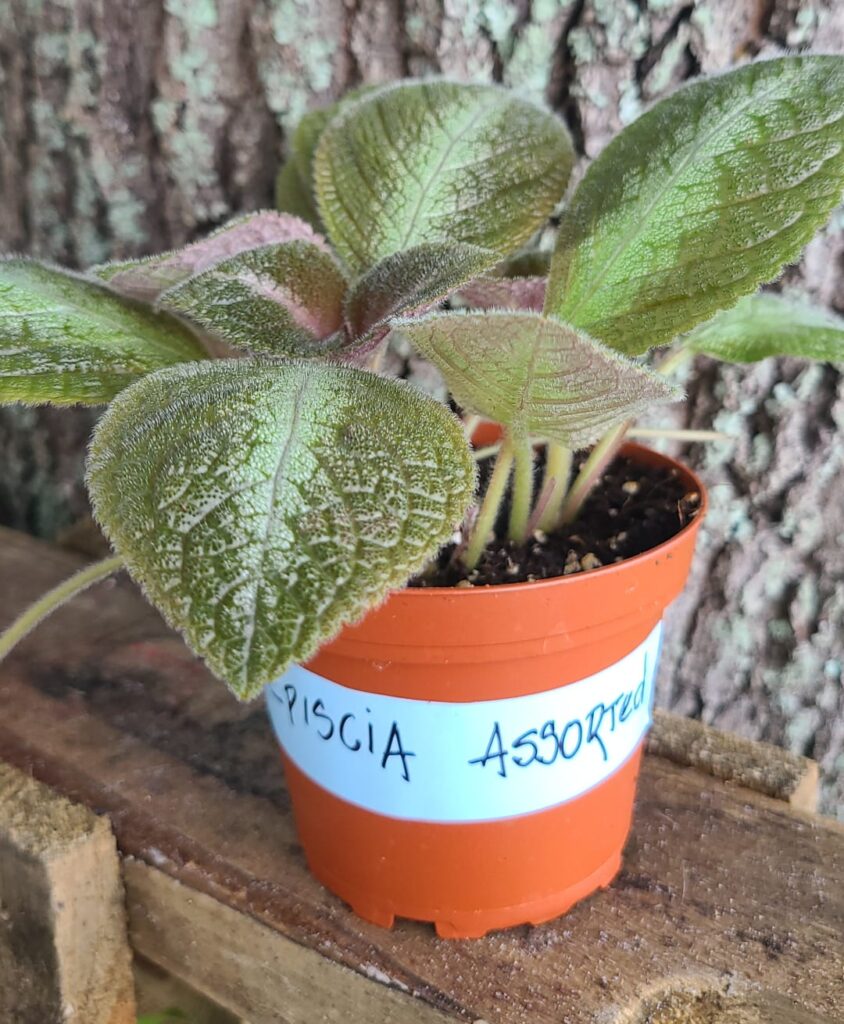 Episcia Assorted